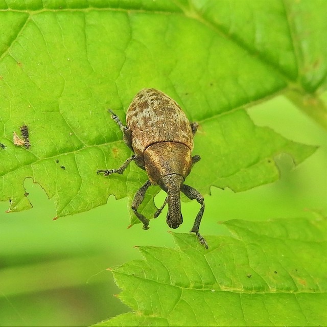 Lepyrus capucinus - pettyes fűzormányos
