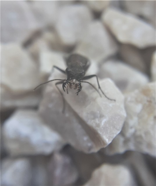 Cylindera germanica - parlagi homokfutrinka