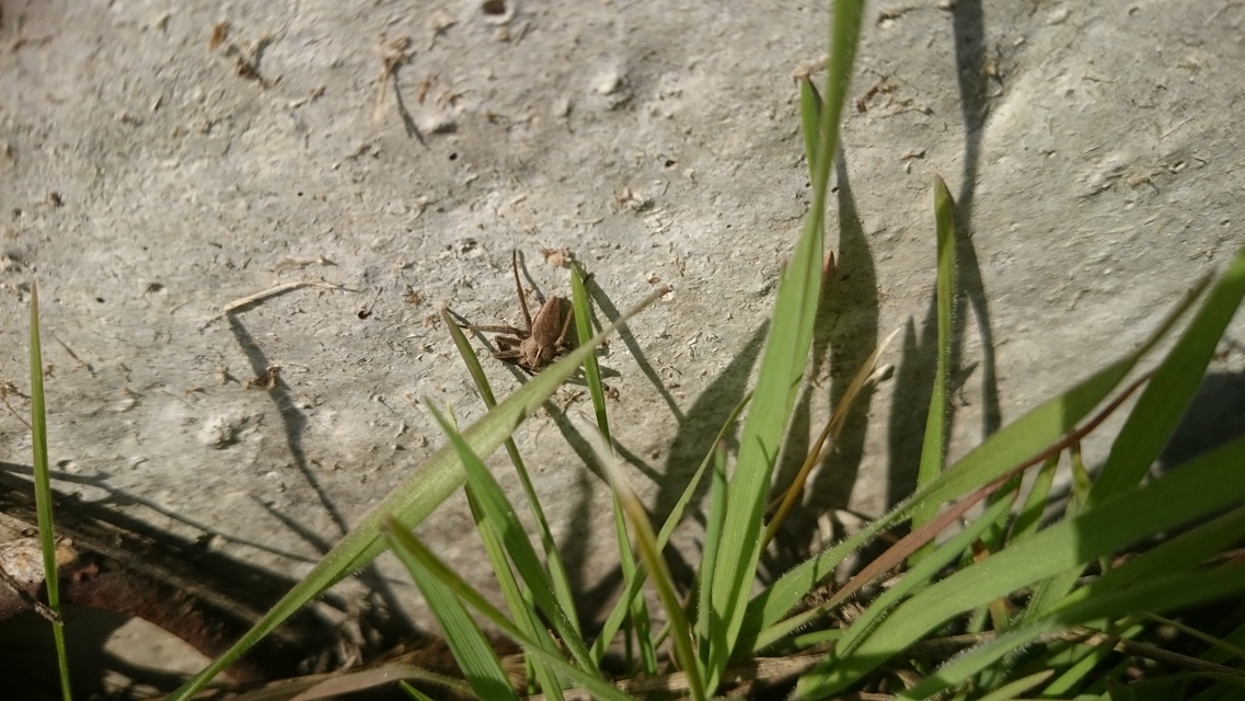 Pisaura mirabilis - csodáspók