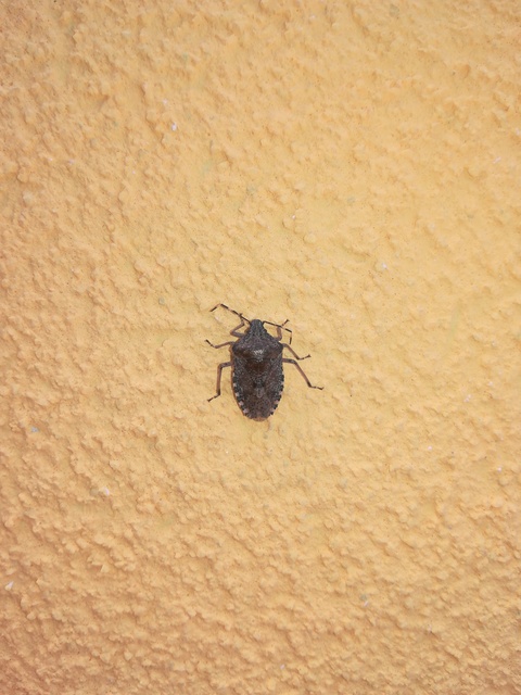 Rhaphigaster nebulosa - bencepoloska