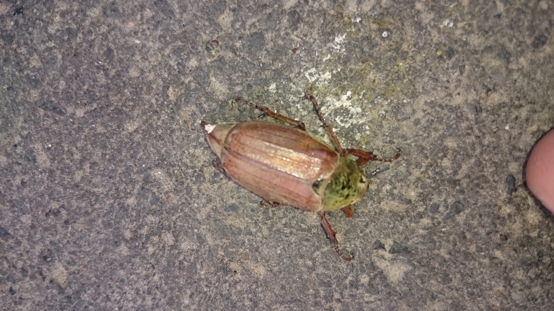 Melolontha melolontha - májusi cserebogár