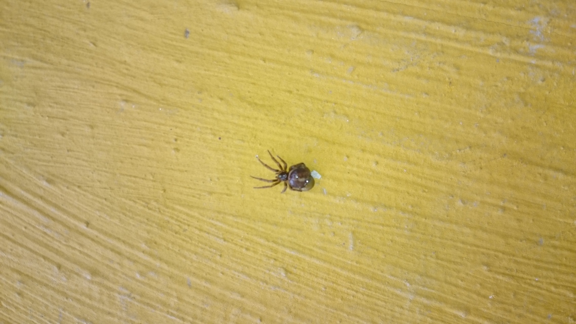 Steatoda bipunctata - kétpettyes faggyúpók