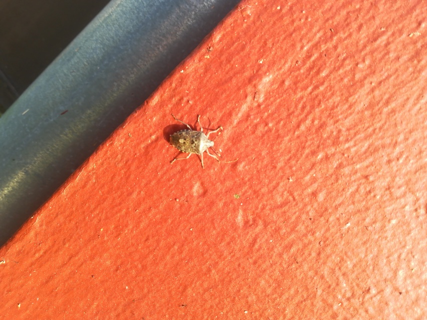 Rhaphigaster nebulosa - bencepoloska