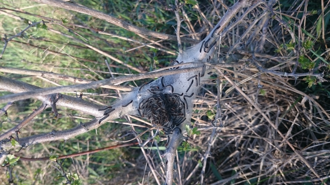 Eriogaster catax - sárga gyapjasszövő