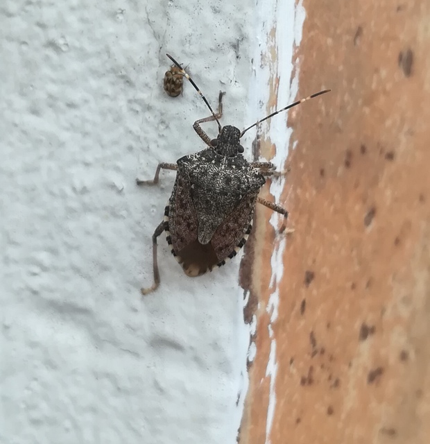 Halyomorpha halys - ázsiai márványospoloska