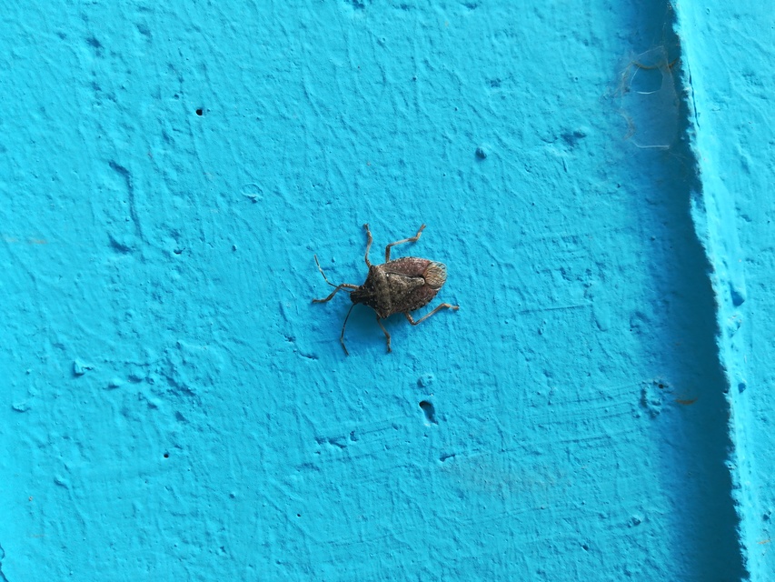 Halyomorpha halys - ázsiai márványospoloska