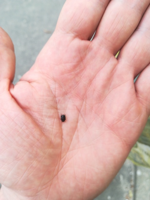 Microporus nigrita - homoki földipoloska Microporus nigrita - homoki földipoloska