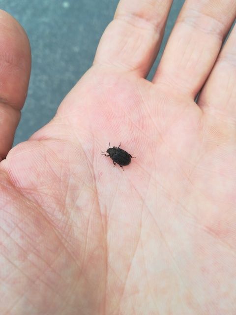 Byrrhus pilula - közönséges labdacsbogár