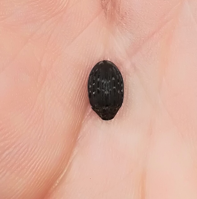 Byrrhus pilula - közönséges labdacsbogár
