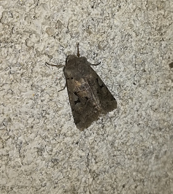 Orthosia gothica - feketefoltos barkabagoly