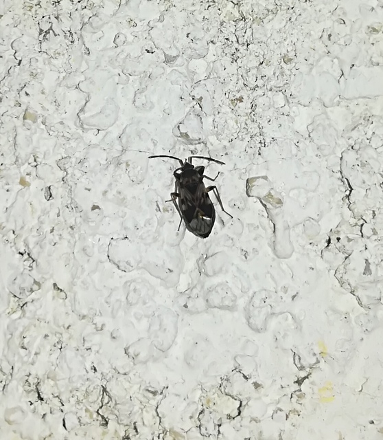 Scolopostethus