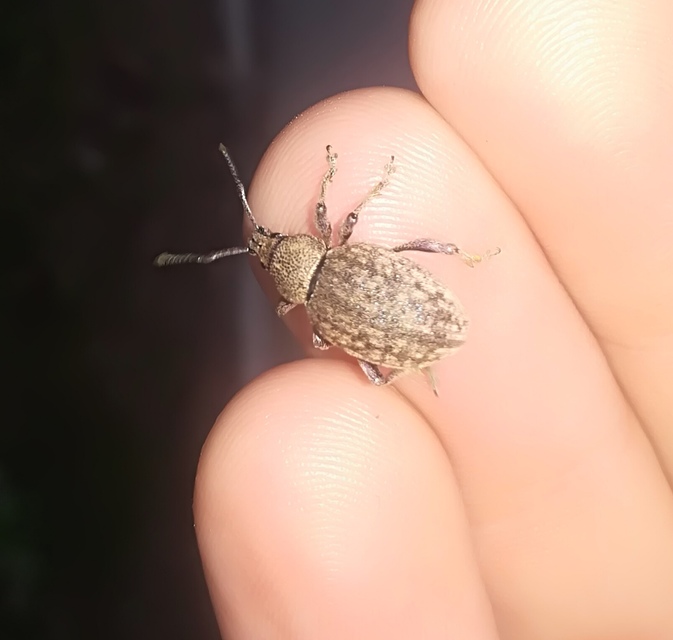 Otiorhynchus ligustici - vincellér-gyalogormányos