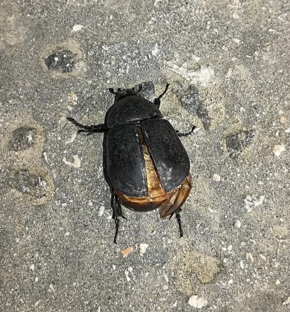 Pentodon idiota - butabogár
