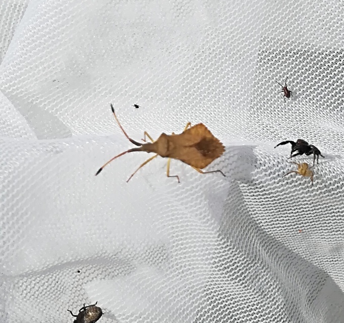 Syromastus rhombeus - vitorlás karimáspoloska