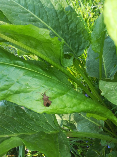 Coreus marginatus - közönséges karimáspoloska
