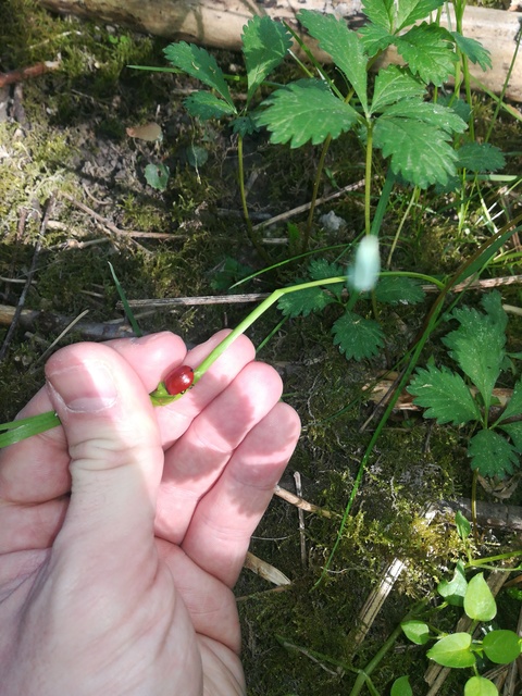Chrysomela populi - nagy nyárlevelész