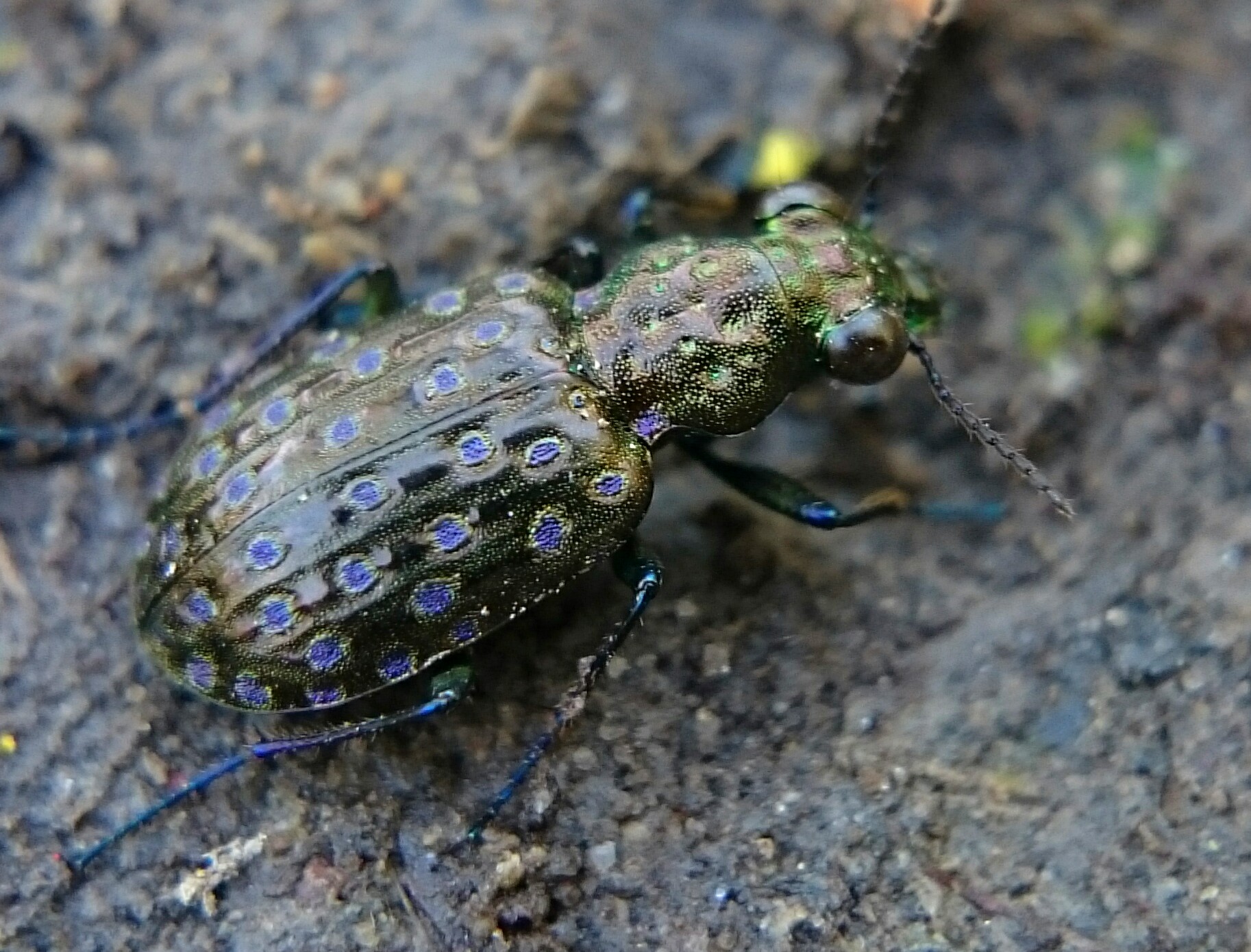 Elaphrus uliginosus - mocsári iszapfutó