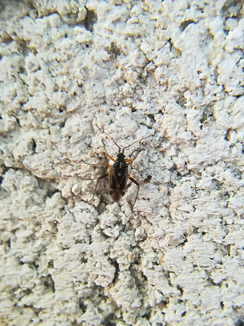 Harpocera thoracica - sarlóscsápú mezeipoloska