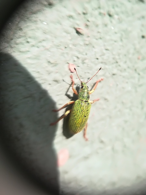 Polydrusus formosus - selymes lombormányos