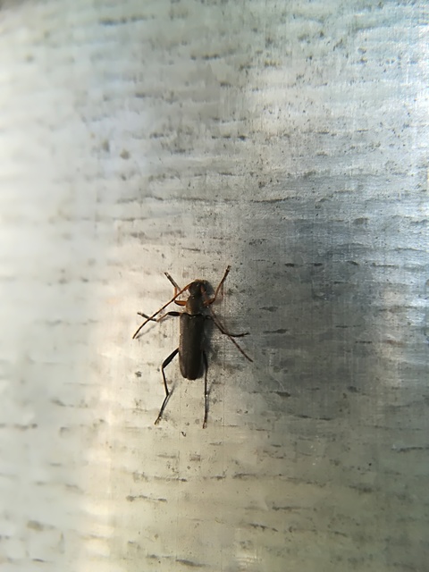 Grammoptera ruficornis - gyűrűscsápú galagonyacincér Grammoptera ruficornis - gyűrűscsápú galagonyacincér