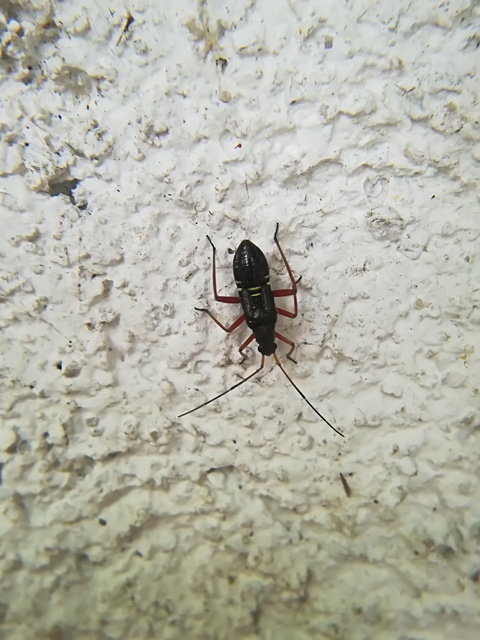 Miris striatus - sávos mezeipoloska