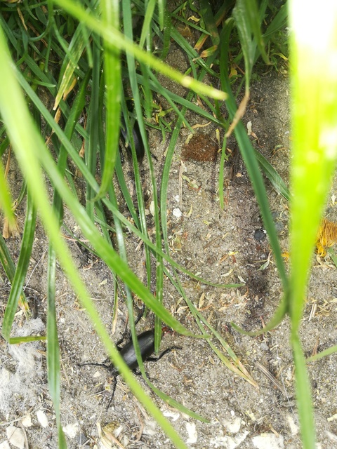 Dorcadion aethiops - fekete gyalogcincér