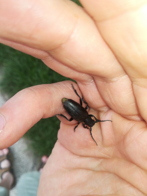 Dorcadion aethiops - fekete gyalogcincér