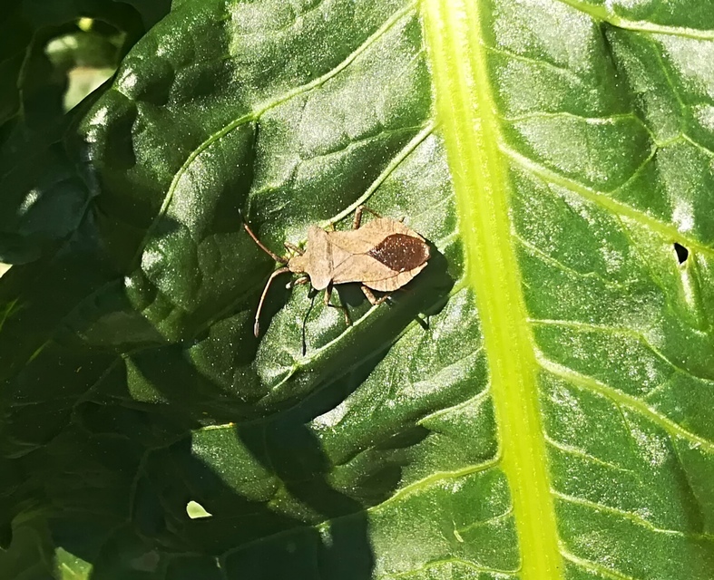 Coreus marginatus - közönséges karimáspoloska