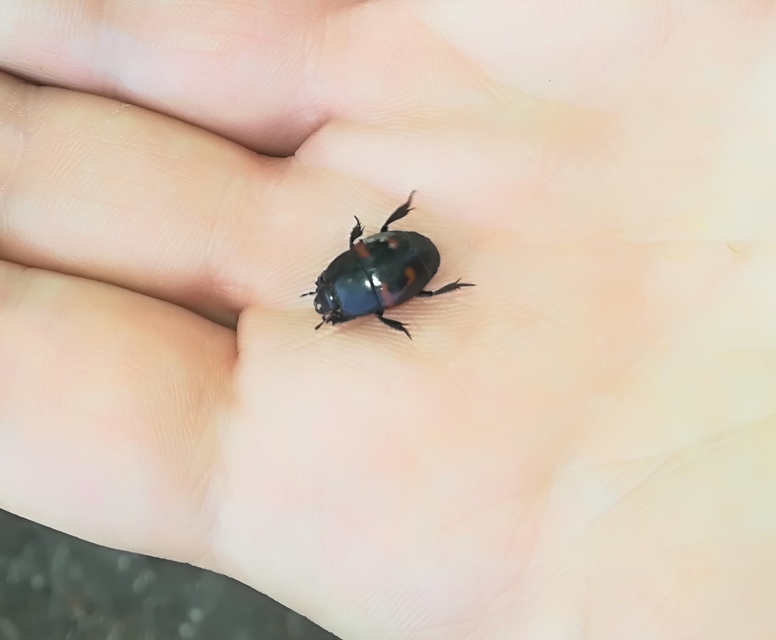 Hister quadrimaculatus - közönséges sutabogár