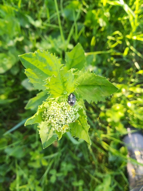 Eurydema oleracea - paréjpoloska Eurydema oleracea - paréjpoloska