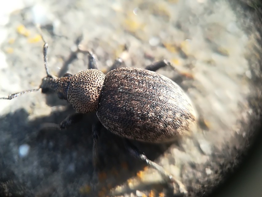 Otiorhynchus ligustici - vincellér-gyalogormányos