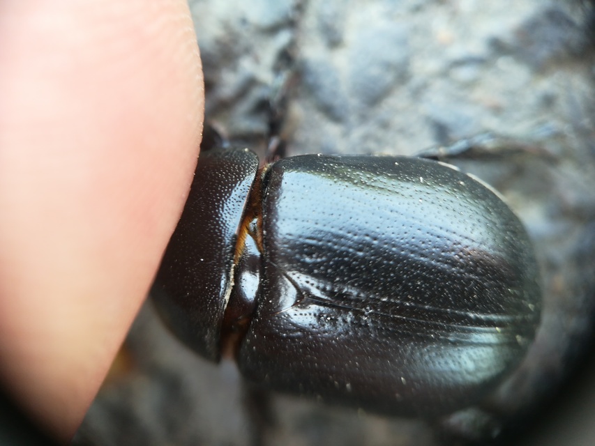 Pentodon idiota - butabogár
