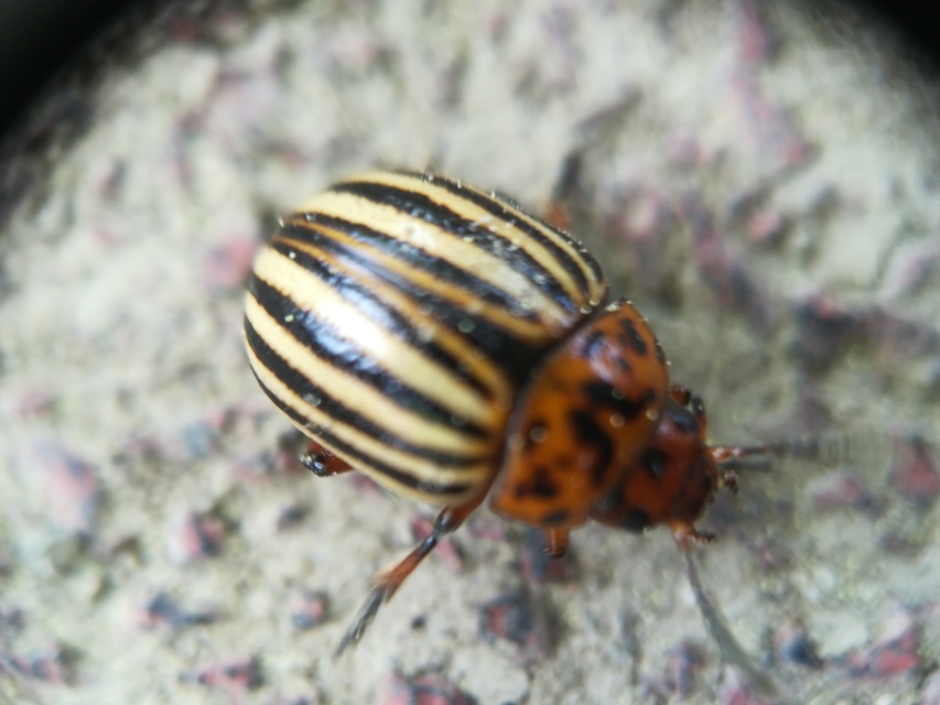 Leptinotarsa decemlineata - burgonyabogár