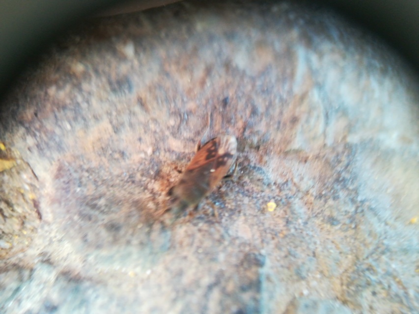 Megalonotus sabulicola
