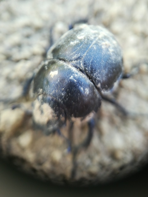 Lethrus apterus - nagyfejű csajkó