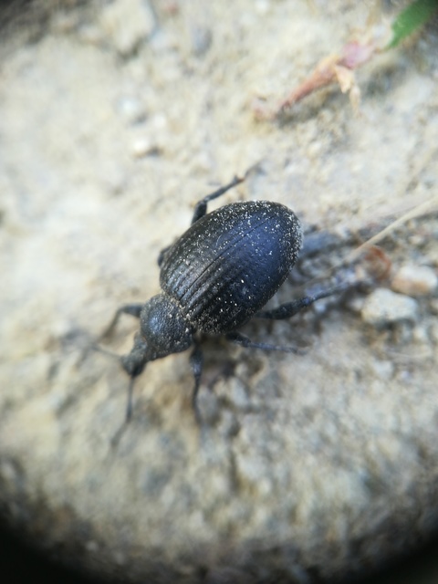 Otiorhynchus catenulatus - gyászos gyalogormányos
