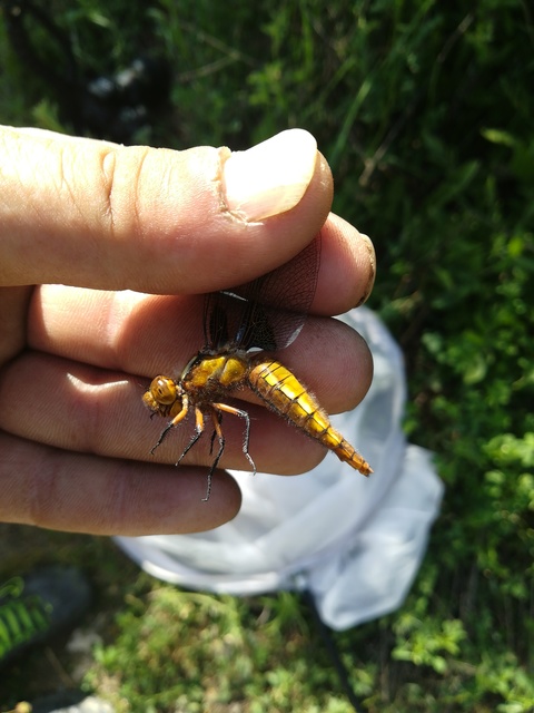 Libellula depressa - széles laposacsa