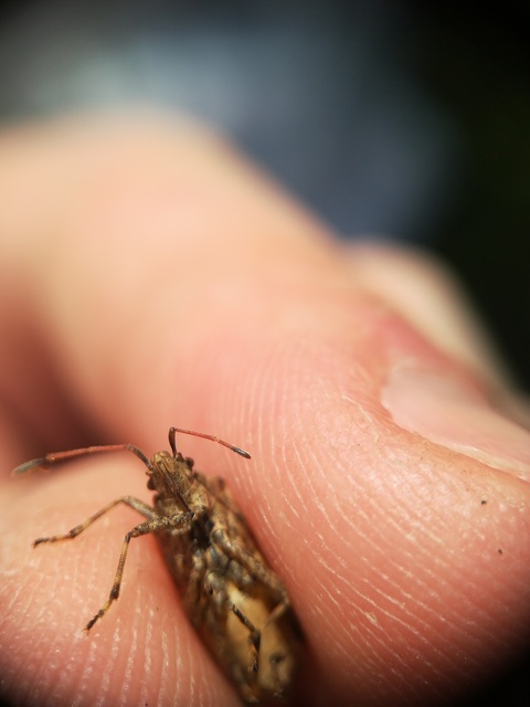 Ceraleptus gracilicornis - tüskéslábú karimáspoloska