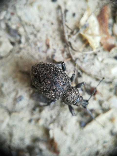 Otiorhynchus ligustici - vincellér-gyalogormányos