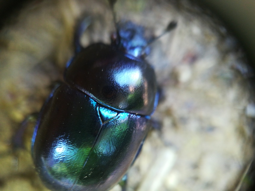 Trypocopris vernalis - tavaszi álganéjtúró