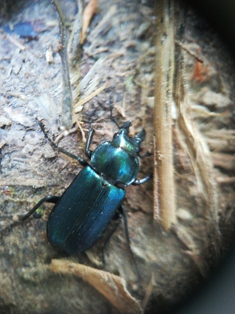 Platycerus caraboides - kis fémesszarvasbogár