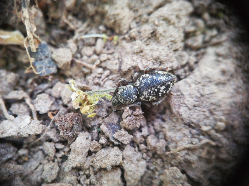 Otiorhynchus fullo - aranypikkelyes gyalogormányos