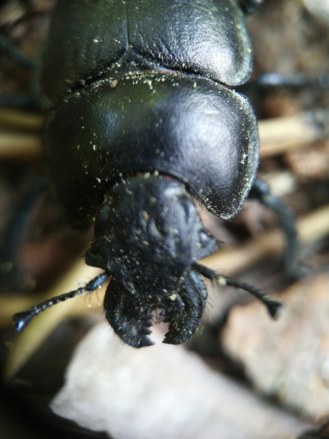 Lethrus apterus - nagyfejű csajkó