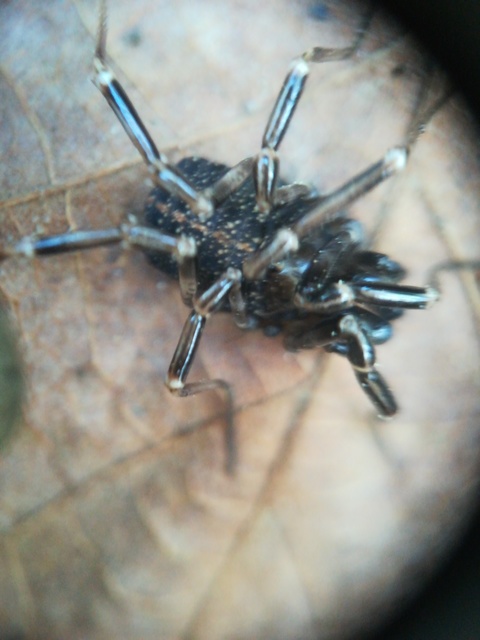 Egaenus convexus