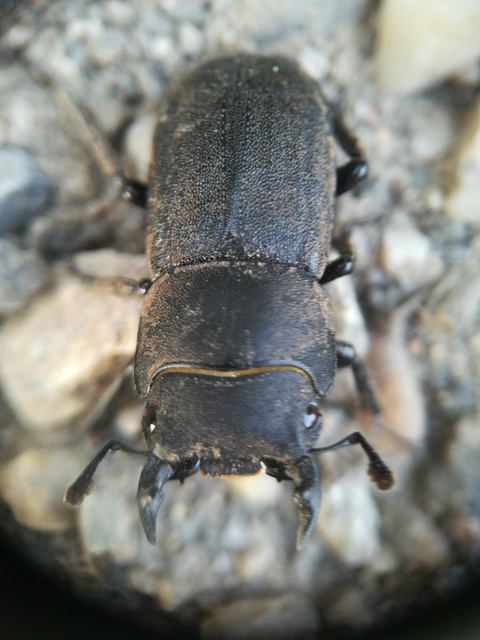 Dorcus parallelipipedus - kis szarvasbogár