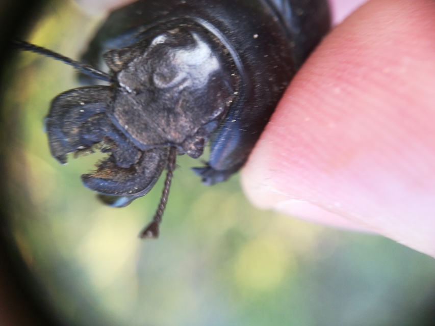 Lethrus apterus - nagyfejű csajkó