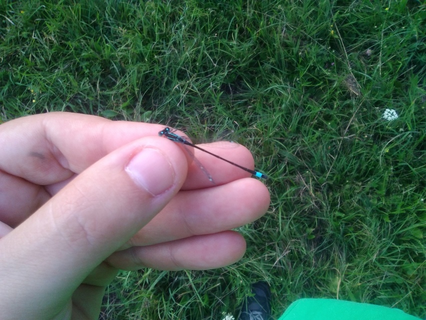 Ischnura elegans pontica - kéköves légivadász