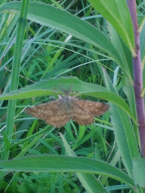 Ematurga atomaria - barna rétiaraszoló