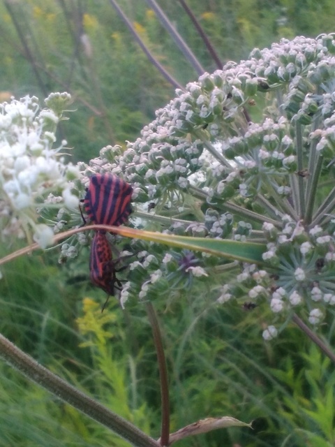 Graphosoma italicum - csíkos pajzsospoloska