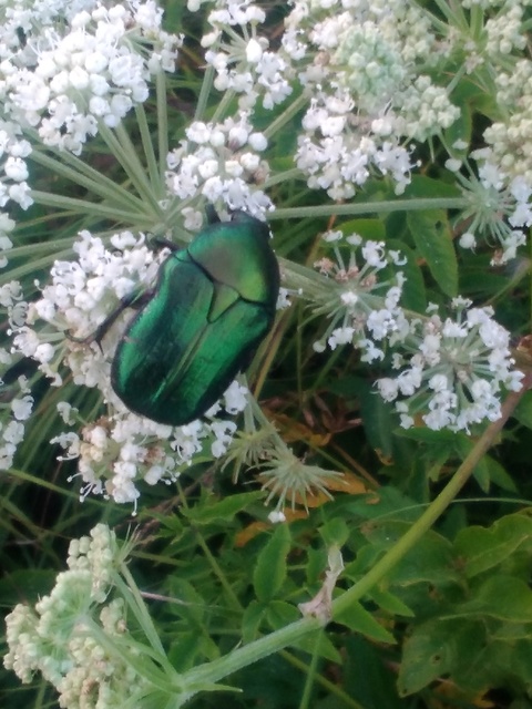 Cetonia aurata - aranyos virágbogár